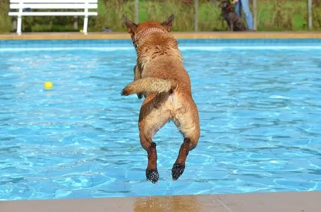 The end of summer is no excuse to let your pup party without supervision.