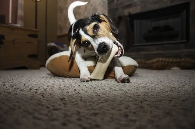 A puppy chewing a bone toy that is too hard for its teeth, and too big for its mouth. This is very dangerous.