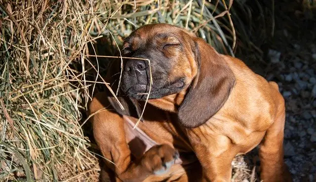 Even in cooler weather it is important that you are vigilant against fleas. If your dog or cat is scratching excessively it might have an infestation.