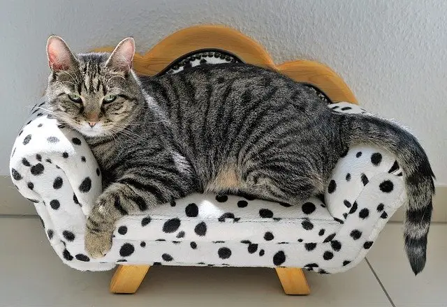 CBD has been advertised as a way to help cats and dogs relax. You should learn more before giving it to your pet.
