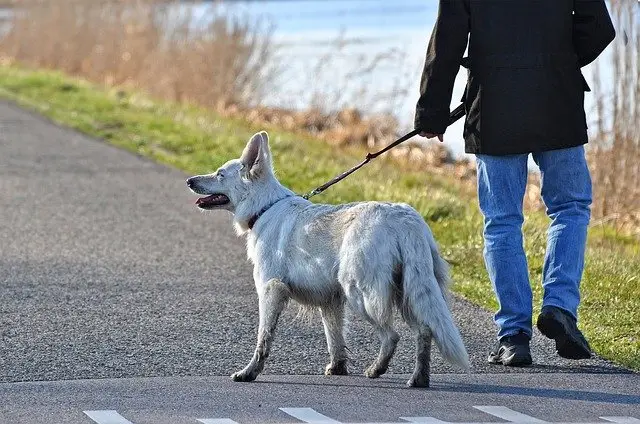 A dog that is limping on one back leg could have a torn or diseased ligament.