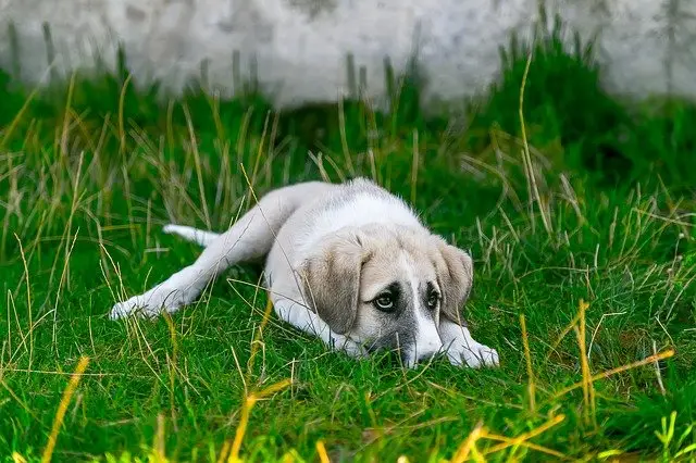 If your dog is whining after it eats and having digestive trouble, it could be suffering from pancreatitis.