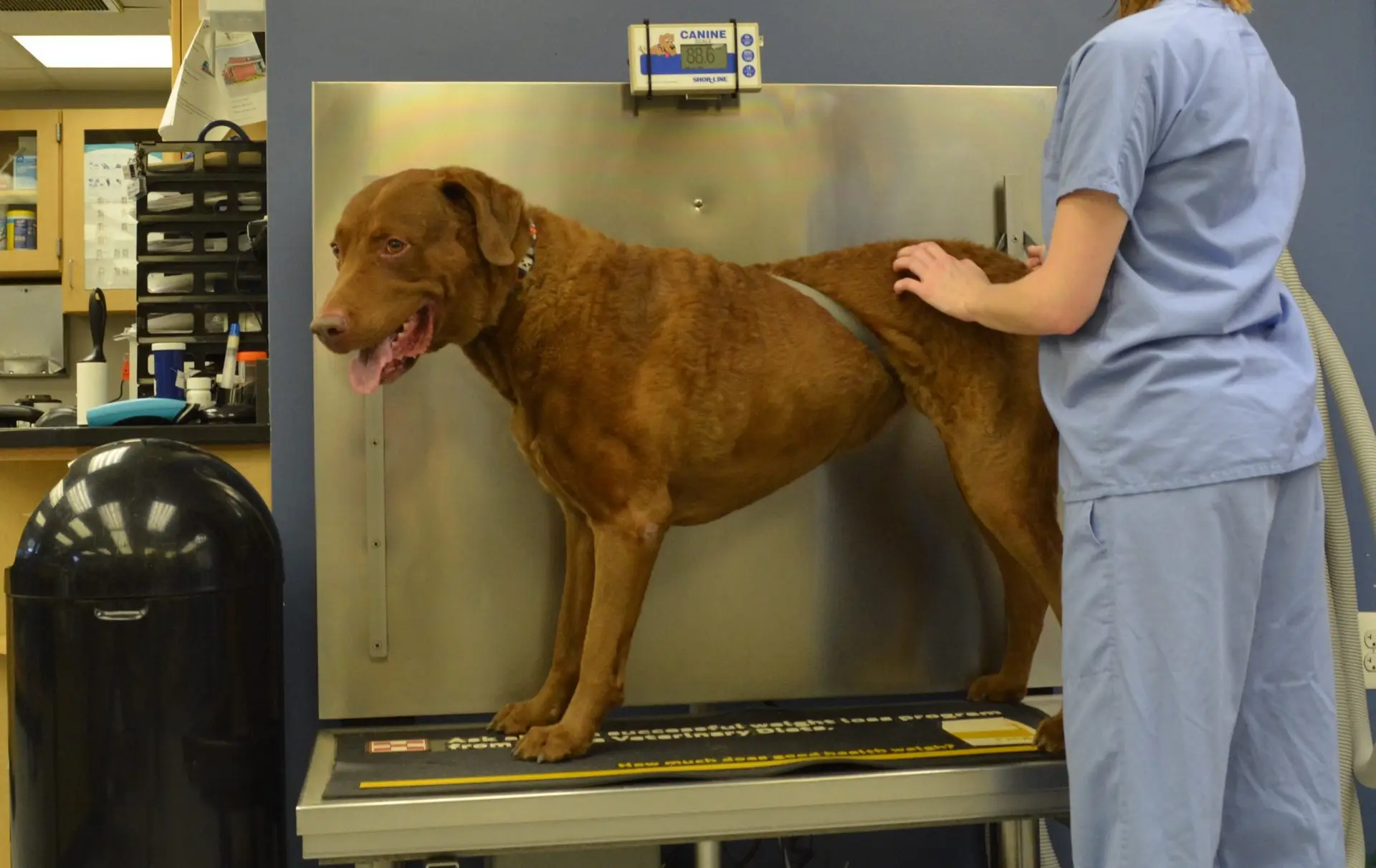 dog on a scale at the vet
