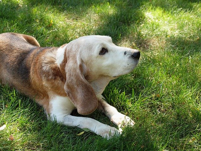 senior dog in the grass
