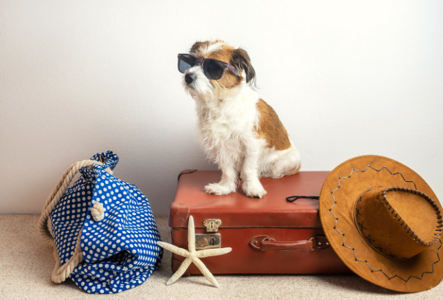 dog with suitcase and hat