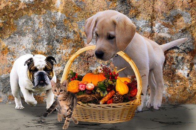 Thanksgiving Safety Tips for Cats and Dogs