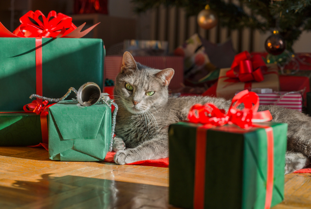 5 Wishes on Your Cat’s Holiday List