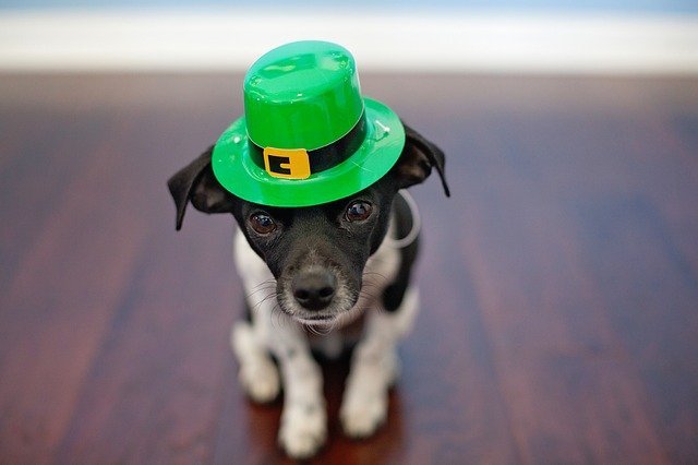 How to Make Sure Your Pet Has a Good St. Patrick’s Day