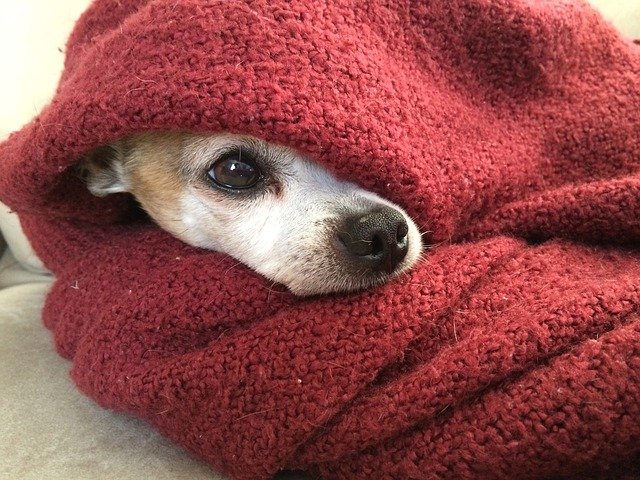 A dog with anxiety might hide in blankets.