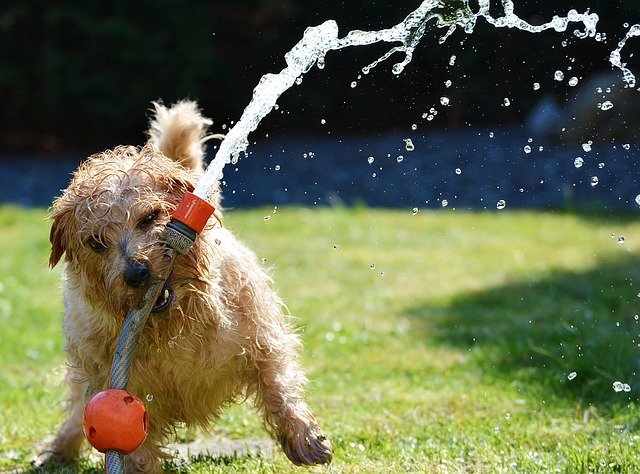 Summer Hazards for Cats and Dogs