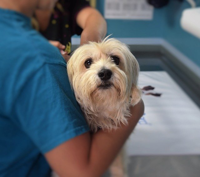 Taking your dog in for regular wellness screenings helps ensure your pet does not have any hidden diseases.