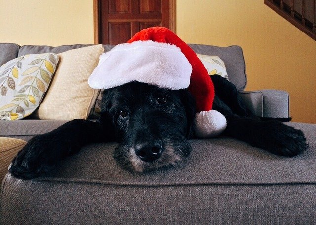 How To Keep Your Pet Safe During the Holidays