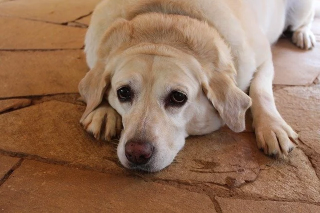 How to Know When Your Dog is Overweight