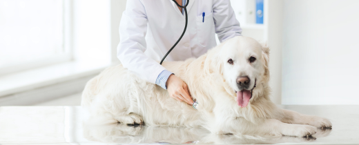The Benefits of Pet Insurance: Reducing the Cost of Veterinary Care