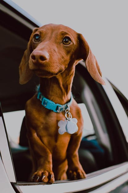 Dog in car from window preparing for veterinarian appointment