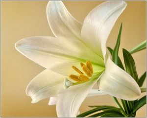 Easter lilies are a species of lily that are toxic to cats.