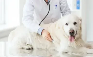 dog at the vet