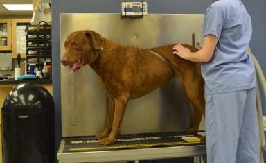 dog on a scale at the vet