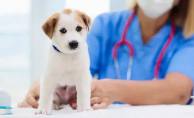 puppy at the vet