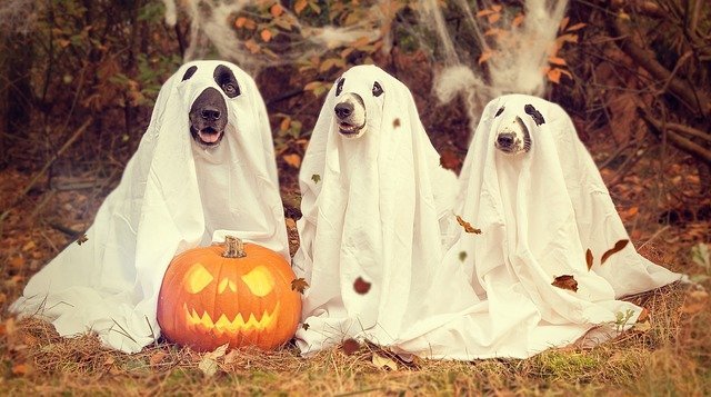 How to Keep Your Pet Safe and Stress-Free For Halloween