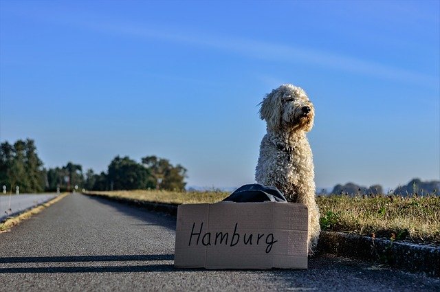 How To Get An International Pet Health Certificate For Travel