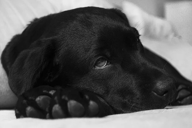 What to Know About Canine Lymphoma