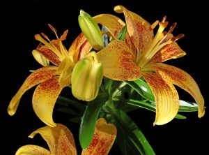 Asiatic lilies are also very toxic to cats