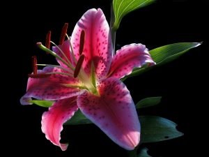 Starfire lilies are another toxic flower species that cats should avoid.